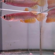 Baru Ikan Arwana Golden Red