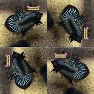 BETTA HYBRID WILD TOP QUALITY) THAILAND IMPORT