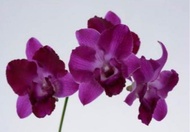 anggrek dendrobium transient purple jarvis pra dewasa import