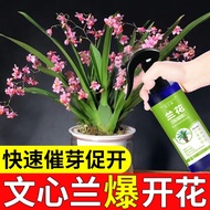 Oncidium Hydroponic Nutrient Solution Flower Promotion Special Fertilizer Dilution-Free Household Flower Plant Potted Fl