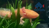 Axolotl/Live Fish/Freshwater六角龙/活鱼/需要冷水饲养（Sin Quan Aquaculture Enterprise）