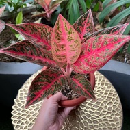 Aglaonema reanita