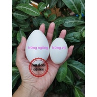 Goose Egg Model & Plastic Duck Egg
