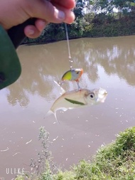 mồi câu cá sắt V5