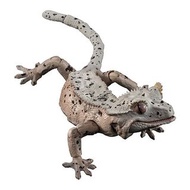 新箱識 🌟 9月新貨🌟 現貨 行版 Bandai Advance 扭蛋 生物之大圖鑑 鳳頭守宮 睫角守宮  壁虎 Gecko 蜥蝪 簷蛇 蟲 守宮 扭蛋 生物大圖鑑  米色