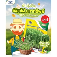 1kg Biji Benih Kangkung Morning Glory / Chinese Convolvulus Seed /Kangkung Bamboo/ Kangkung Cabut Ra