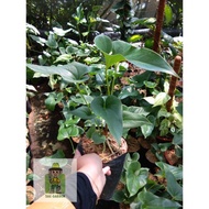 anthurium corong remaja / anthurium brownii sawgra 7341sr