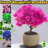 Bonsai Bougainvillea Seeds for Sale (80pcs) Flowering Plant Seeds Assorted Bougainvillea Flower Seed