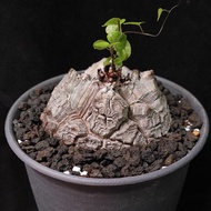 白皮 南非龜甲龍   8.6cm 連 花盆  塊根 植物 盆栽 非象牙宮 Plants  caudex 👑 9年老店 新手【實拍。只此一盆】