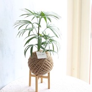 PD26觀音棕竹大苔球 / 室內植栽 居家佈置