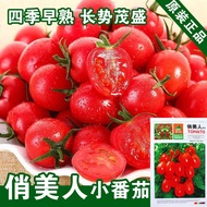 Small Tomato Seeds Tomato Seeds Vegetable Seeds Wholesale Vegetable Seeds Vegetable Seeds Vegetable 