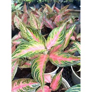 Aglaonema Golden Fluorite, Chinese Evergreen Golden Fluorite, Aglaonema, Indoor Plant