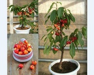 10 เมล็ด เมล็ดเชอร์รี (Cherry) Cherry Bonsai tree Seed ของแท้ 100% อัตราการงอก 70-80% มีคู่มือปลูก