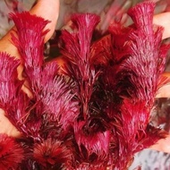 cabomba super red cabomba green cabomba merah