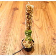 SG Ready Stock | Ficus sp. “Melawi” | Rare Climbing Fig | Borneo Native | Terrarium & Indoor Plant