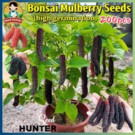 High Yield Fresh 200pcs Mulberry Seeds for Planting Fruit Trees Dwarf Mulberry Fruit Seeds Potted Mu