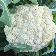 Cauliflower seeds（100seeds）- Cauliflower Seeds | Vegetable Seeds