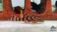 Pleco L 397 /Freshwater /Pleco Series 阿莲卡红老虎异型 (Sin Quan Aquaculture Enterprise)
