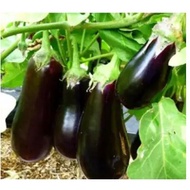 Halflange Violette - AUBERGINE Eggplant Seeds (Solanum Melongena)