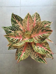 Promo bibit bonggol Aglaonema Paulina - Aglonema paulina