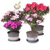 [Hot Selling] Collection of AZALEA Rhododendron Live Plant rare color/ Koleksi Pokok Bunga Azalea Pe