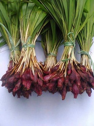kering/serbuk bawang dayak (Eleutherine palmifolia) bawang berlian tiwai sabrang dayak onion powder