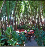 bibit pohon nipah 50-70cm - bibit pohon rumbia - bibit pohon dahon - pohon nipah