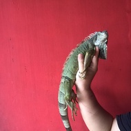 Iguana Green 110Cm (jantan betina) sepasang