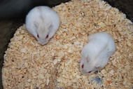 SEPASANG HAMSTER JANTAN BETINA WINTER WHITE PEARL SIAP BREEDING TERNAK