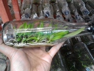 Anggrek Dendrobium Wulaiense botol