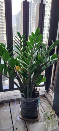 盆栽植物 [金錢樹]