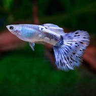 Blue Diamond Guppy / Guppy Fish / Ikan Guppy / ornamental Fish / live fish / ikan Hiasan / aquarium 