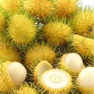 Anak Pokok Rambutan Gading 100% Hybrid (Buah Kuning)