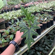 READY Tanaman Hias Alocasia Jacklyn - Tanaman Hias Alocasia