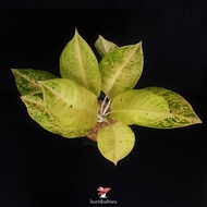 Aglonema / Aglaonema Big Roy