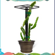 Premium Dragon Fruit Trellis Durables Metal Trellis for Vertical Gardening and Climbing Plants uejfr