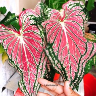 HOK LONG Keladi Caladium Thai Thailand ANYA ANYA