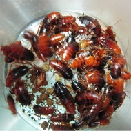 Red Roach 50 Yuan
