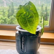 水培水晶雜交花燭