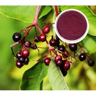 100-200g Elderberry Powder Extract -Kosher&HALAL Certified