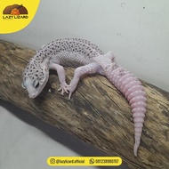 PIED Leopard Gecko, Super Pied Line SSE Super Snow Eclipse