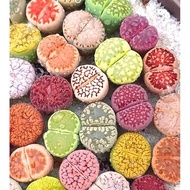 Ready Stock Imported Colourful Mix Varieties Lithops Living stone succulent 进口现货混品七彩生石花 石头花 屁屁 多肉