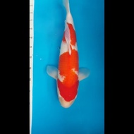 Kohaku Import farm Hoshikin Jumbo 50cm murah Ikan koi Import Kohaku