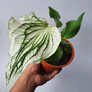 Caladium Thai White Beauty