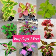 COD RARE MAYANA/COLEUS LIVE/ROOTED PLANT( BUY 3 GET 1 FREE )