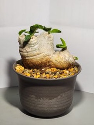 9cm+ 原產地 惠比須笑 定養連盆 (塊根植物，龜甲龍，象牙宮，大黑，布紋球，多肉)