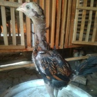 Anakan Ayam Trah Pama Ninja BL import