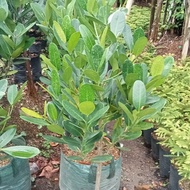 tanaman buah nangka tinggi 1,5meter