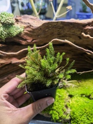 🔥Terrarium Moss🔥Pyrrhobryum Dozyanum - Terrarium / Paludarium / Vivarium / Garden  / Moss for Home D
