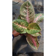 Sindo - Aglaonema Harley Queen By Idamulya Florist Live Plant VJLKHAH4UO